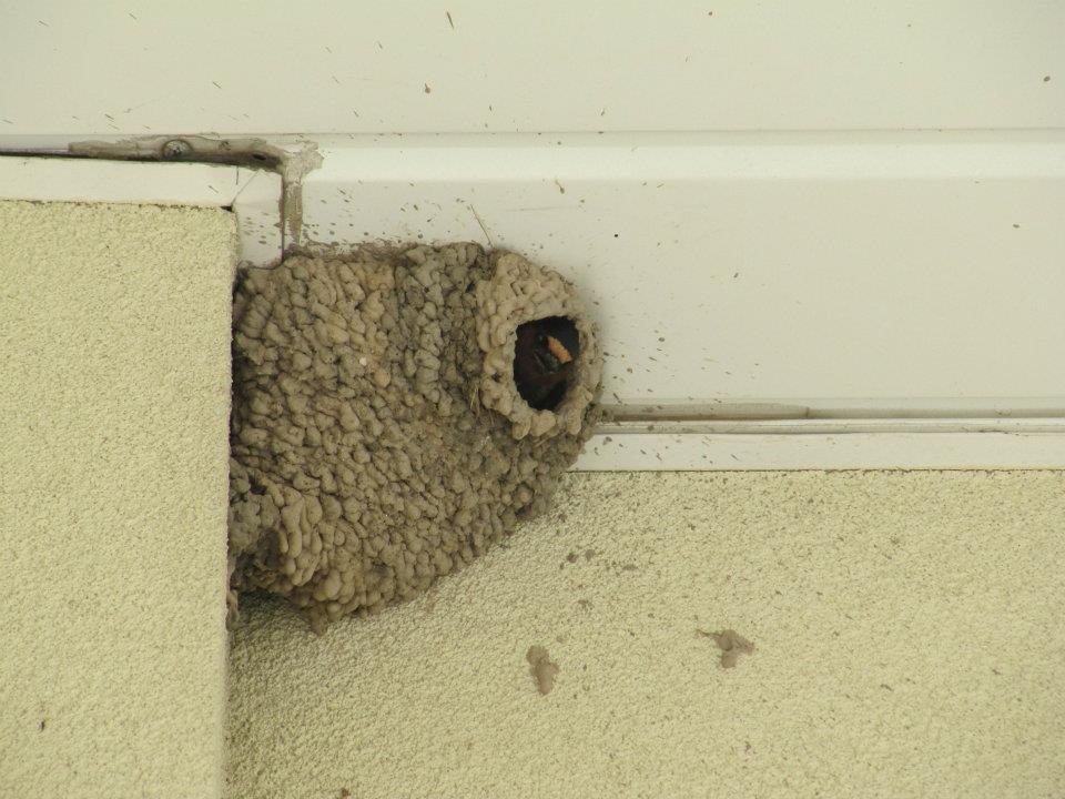 Naturefied Barn Swallow Nesting