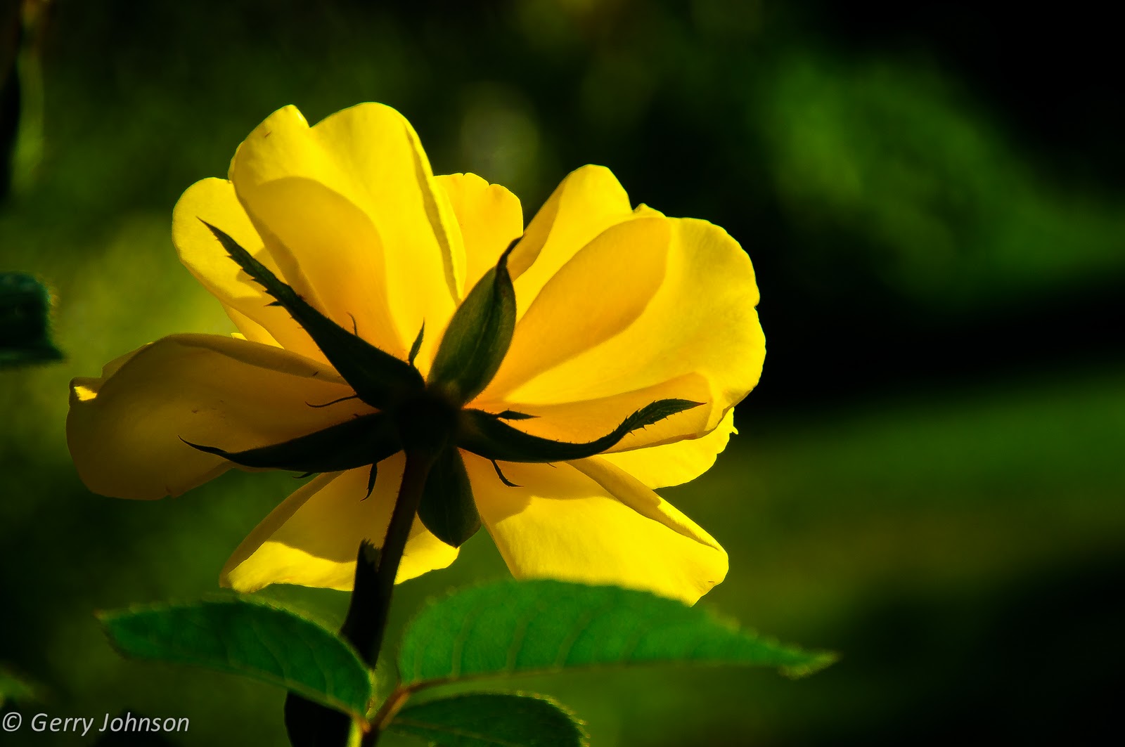 Gerry's Place Flowers for the soul