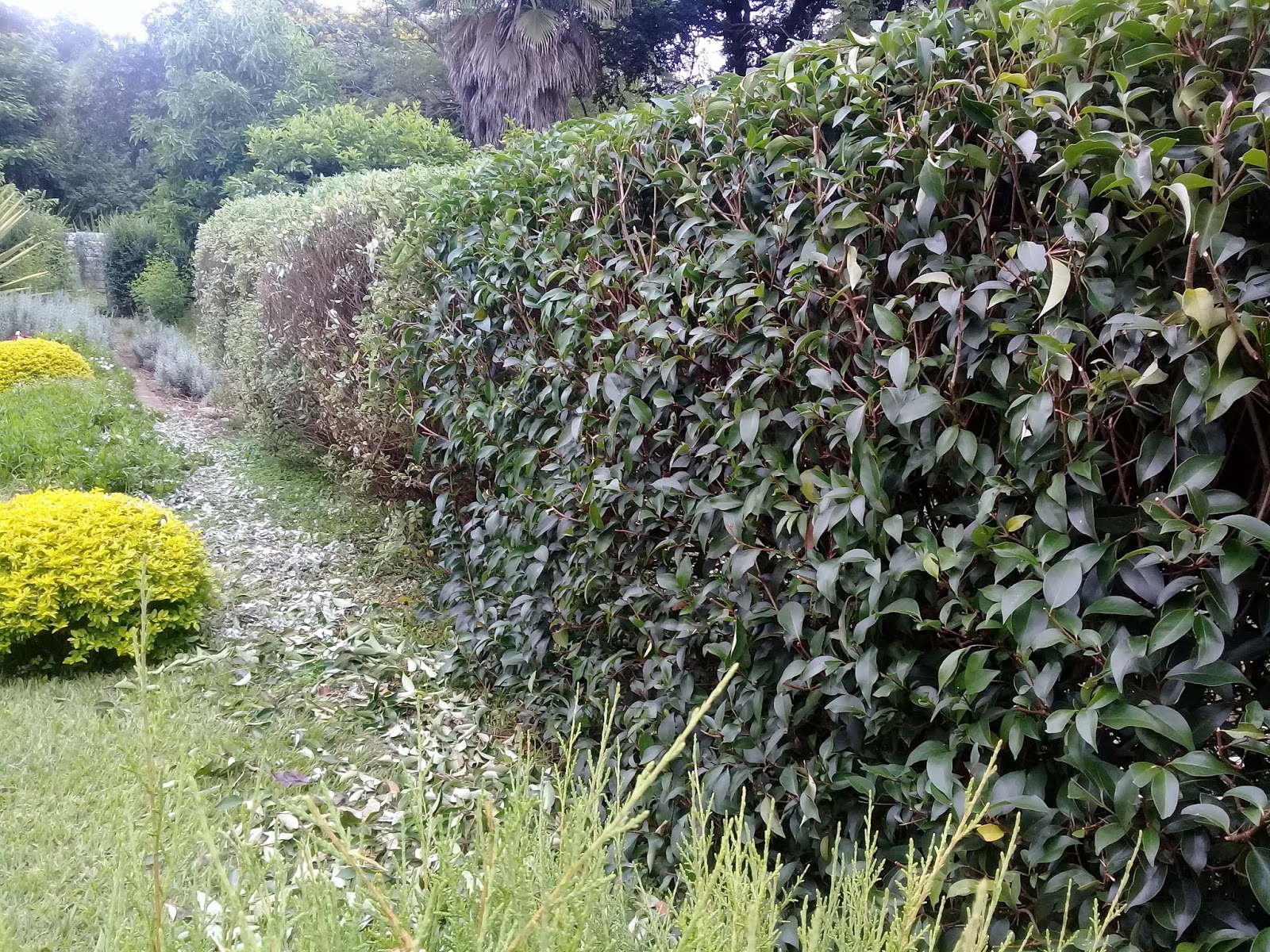 Landscape Design 5 Easy Steps To Growing The Best Hedge