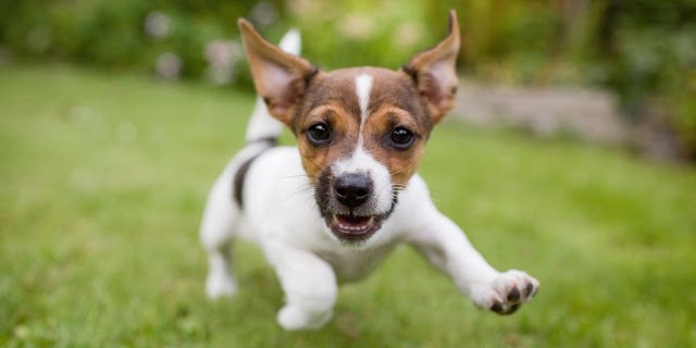 How do you socialize your puppy?