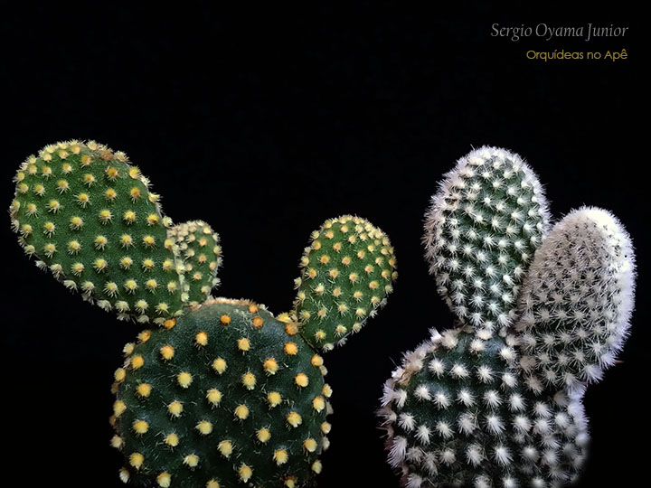 Orquídeas no Apê: Cacto Orelha de Mickey - Opuntia microdasys