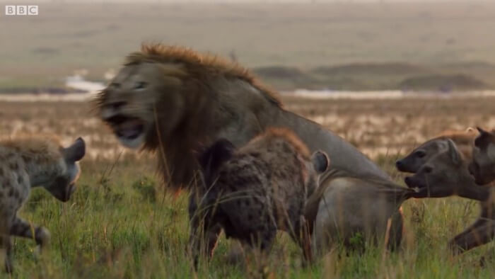 This Lion Was Losing A Fight Against 20 Hyenas. His Brother Heard Him And Rushed To Rescue Him!