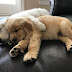 15 Reasons Golden Retriever Are The Cutest Dogs On The Earth