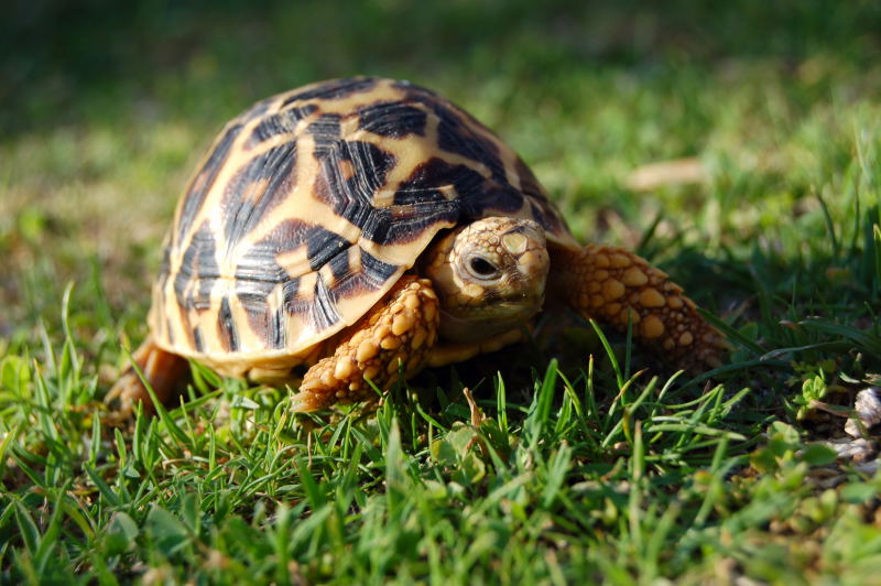 Малыш черепахи. Сухопутная черепаха. Сухопутная черепаха малыш. Черепашка в траве. Черепаха сухопутная цветная.