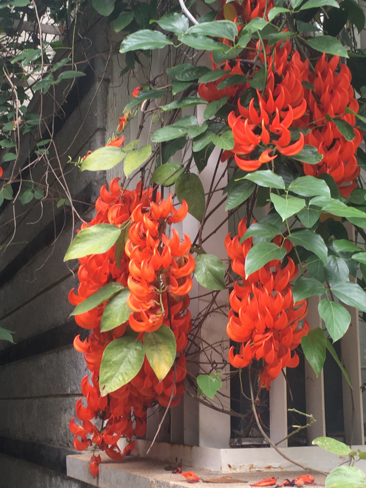 iiscahuja NATURE’S STUNNING SHOW PIECE THE SCARLET OR RED JADE VINE