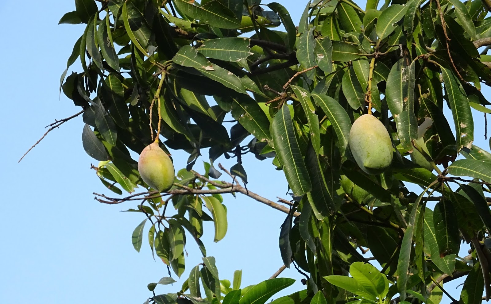 Manfaat-Mangga-Untuk-Diet,-Ibu-Hamil,-Kesehatan-Kulit