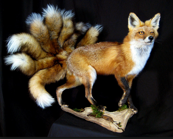 what is the nine tailed fox name what is the nine tailed fox name