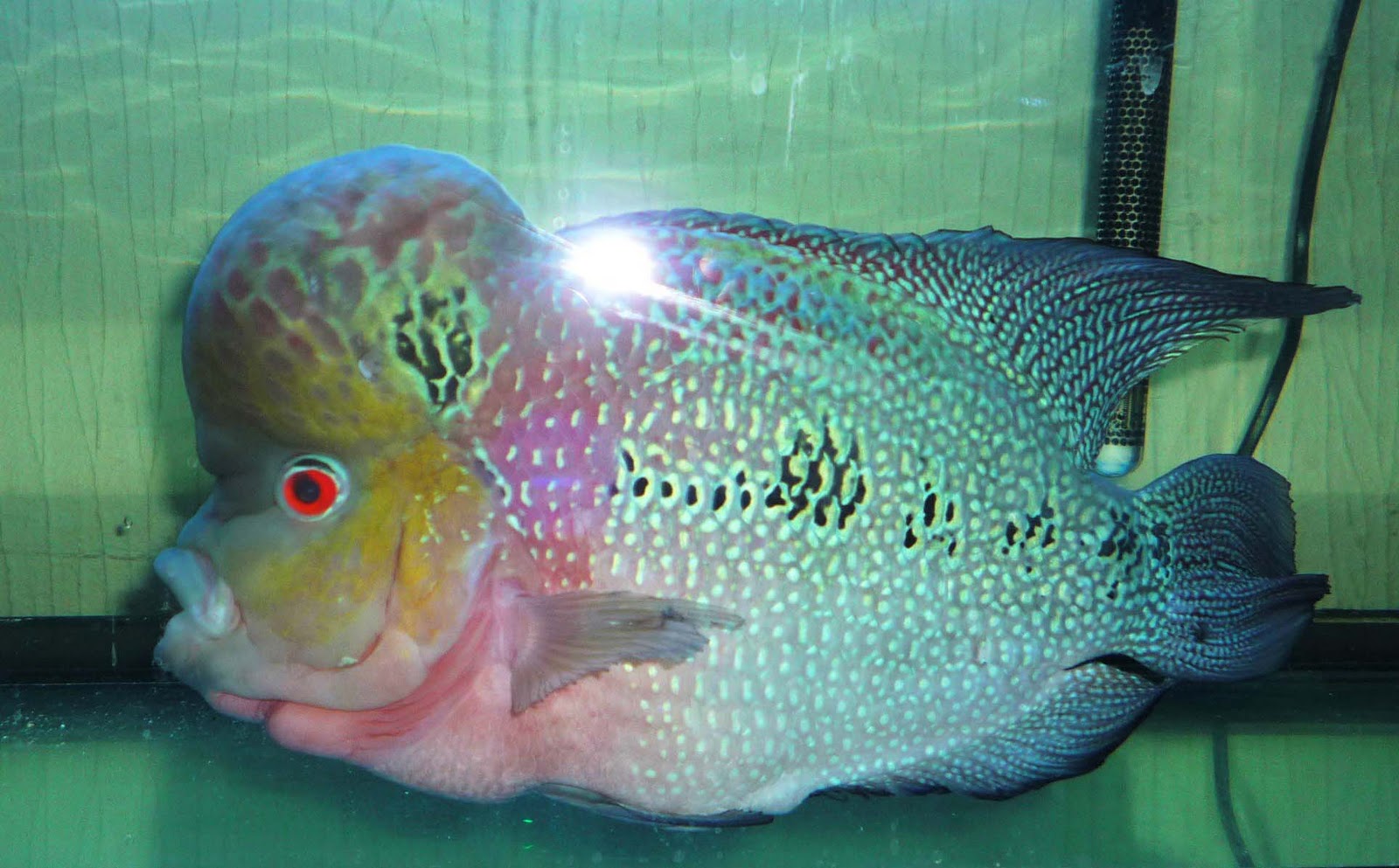 Flowerhorn The Hybrid Cichlids Flowerhorn Red Dragon
