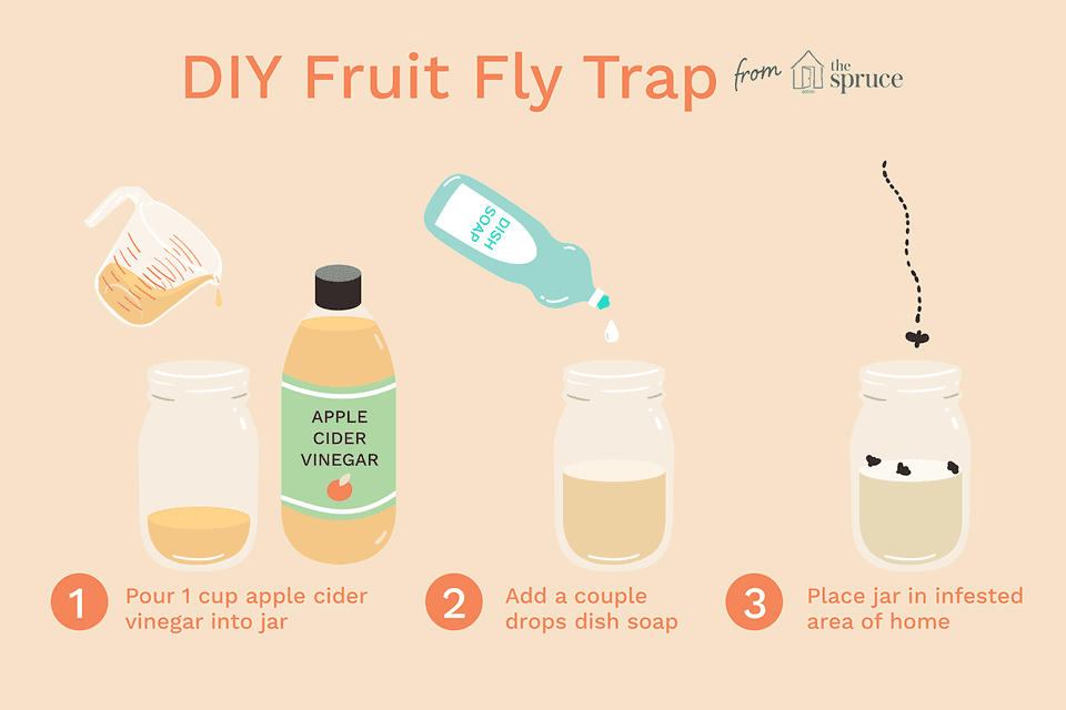 3 DIY Traps for Getting Rid of Fruit Flies