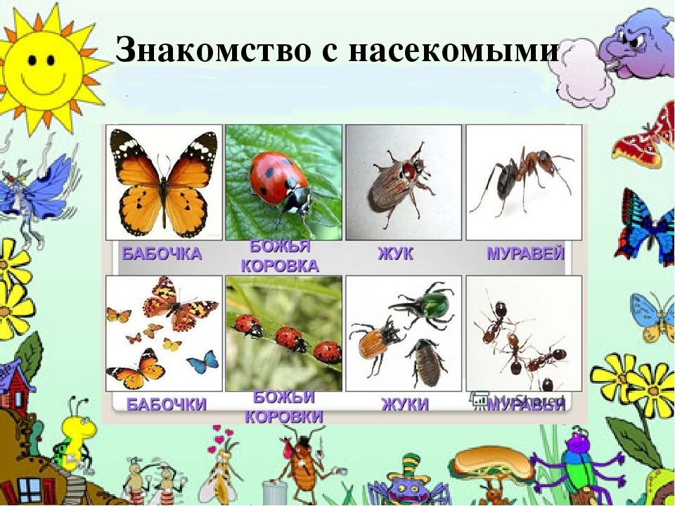 План наблюдения за насекомыми
