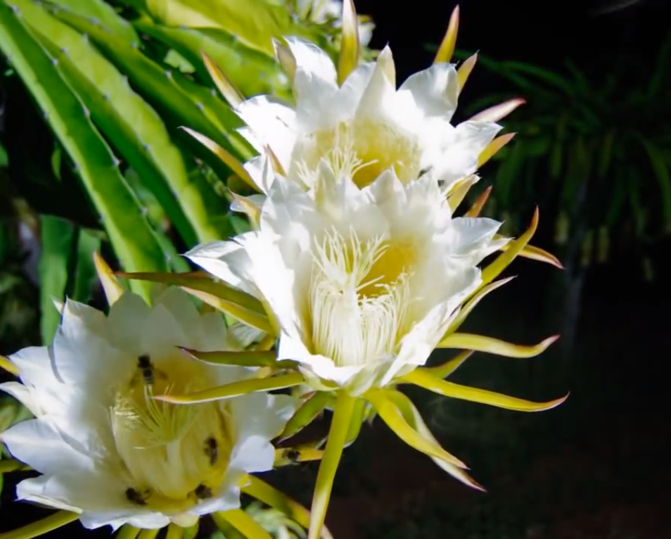 Classification and Morphology of Dragon Fruit Plants FRUITS