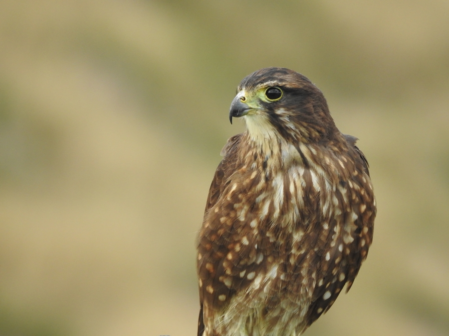photographing New Zealand Wingspan NZ