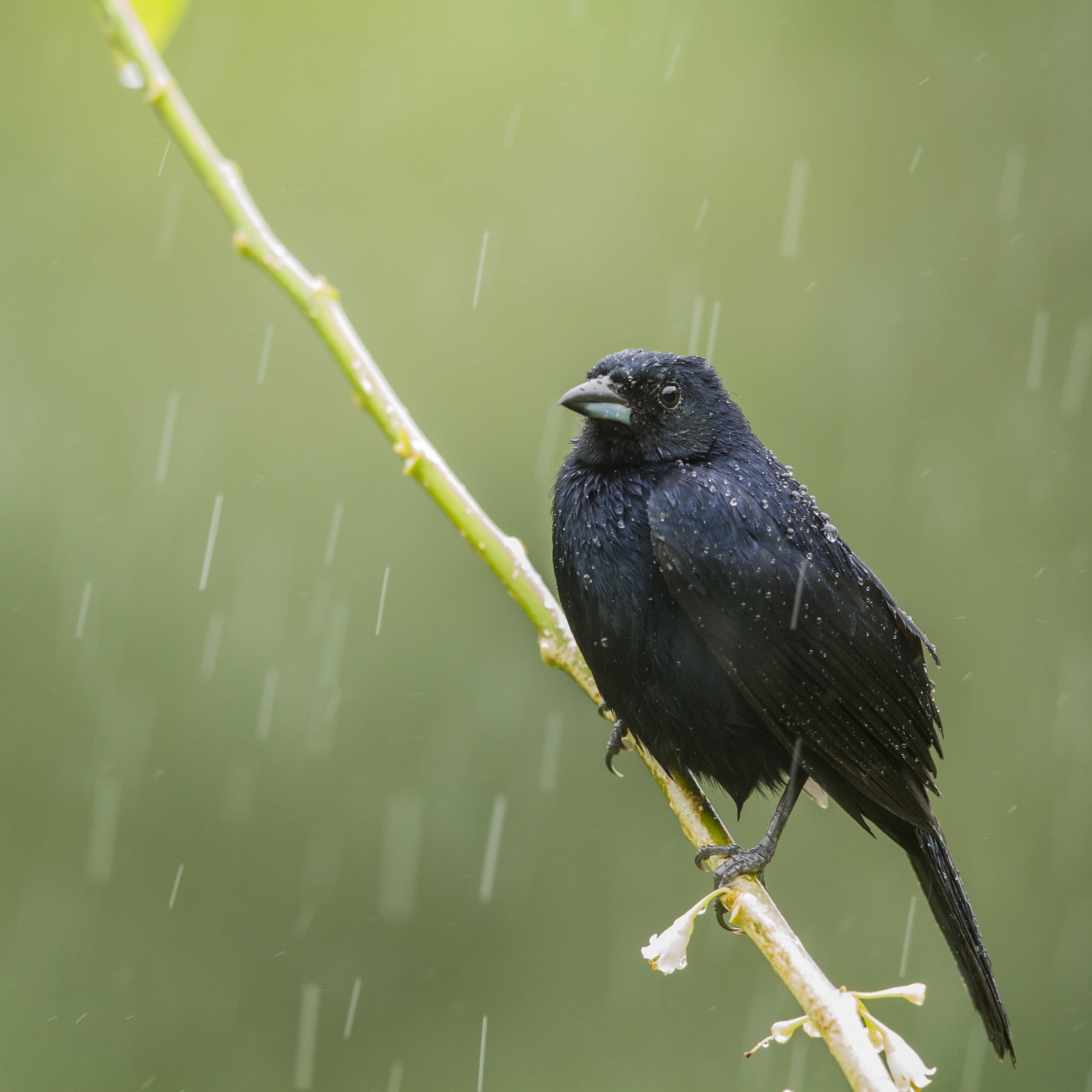 The Plight of the Picoplat