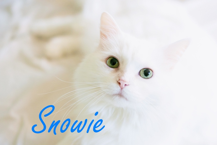 Penjelasan Descriptive Text Paling Mudah Dipahami Dimensi Bahasa Inggris