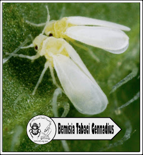  Bemisia Tabaci Gennadius