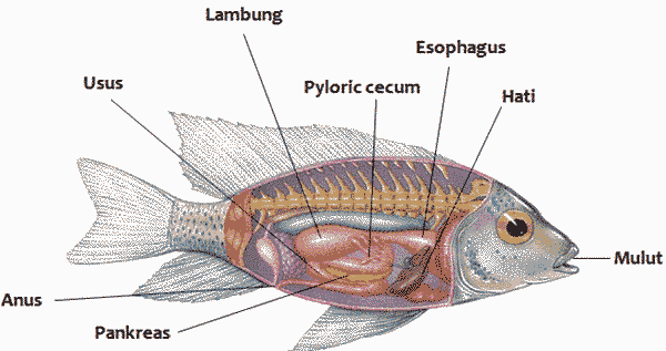 Organ Pencernaan Ikan