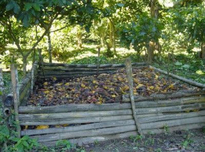 Cajón para procesar restos de cosecha de cacao.