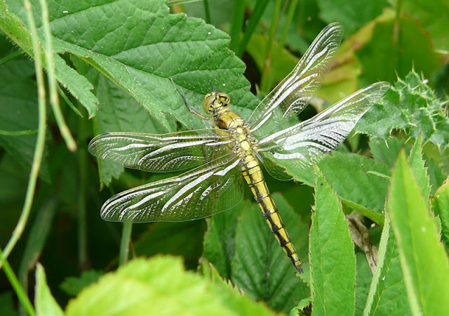 Żagnica, Hawker dragonflies
