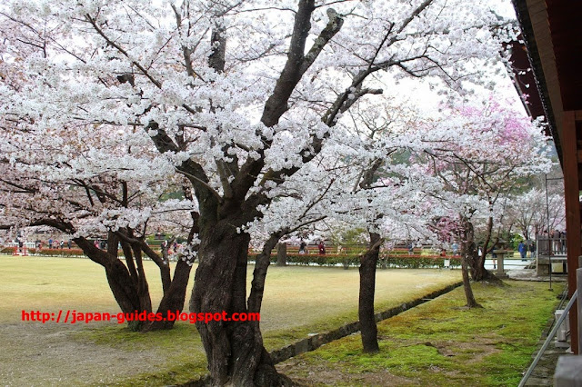 Todaiji Temple Nara Park กวางนารา sakura