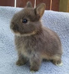 jenis dan karakteristik kelinci berukuran mini