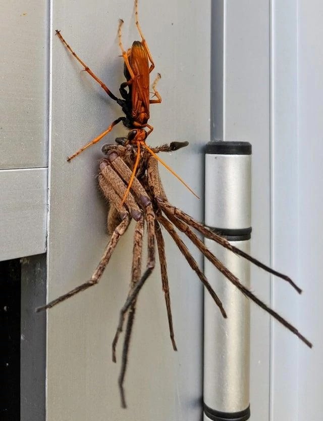 Mengerikan, Tawon Pemangsa Laba-laba Tarantula - Berita Viral