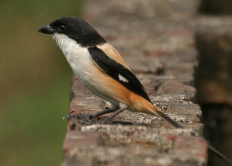 Mengetahui Dekat Lokasi Tempat Sarang Burung Cendet Di Alam Bebas