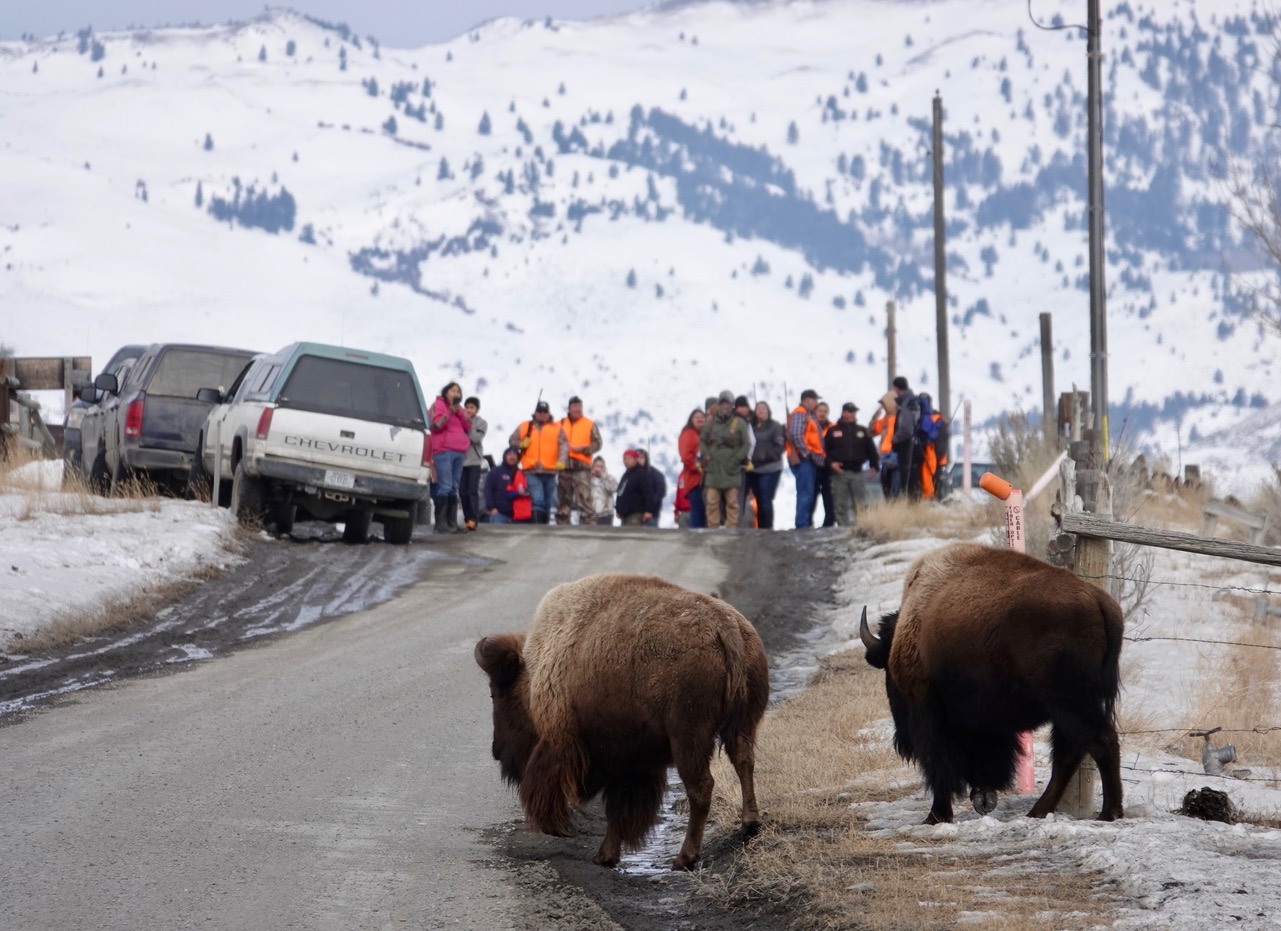Rick Lamplugh The Reality of Yellowstone's Bison Hunt