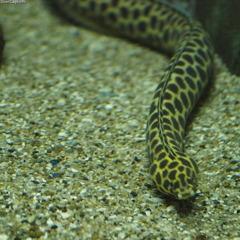 Asian Swamp Eel Fish Fish Habitat And Ecology - Fishing Boats Blog