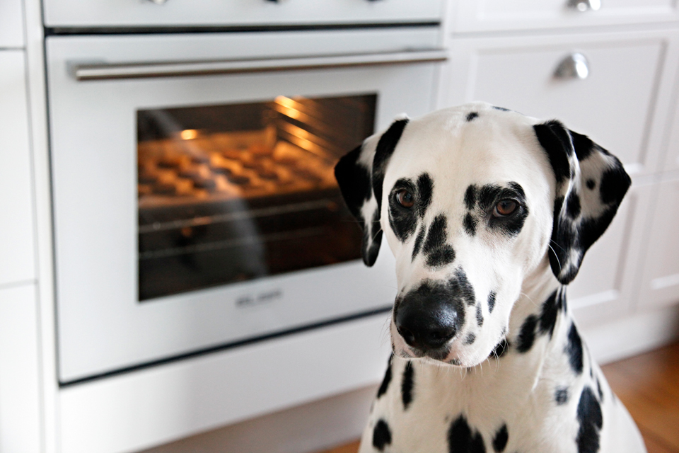 Dalmatian DIY Homemade Baked Biscuit (Cookie) Dog Treats