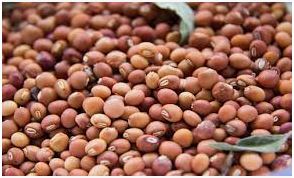 लवकर तयार होणाऱ्या तुरिच्या जाती,तूरीच्या जाती,तूरीच्या जातीची नावे,तुरीच्या जातींची नावे,तूर जाती,तुरीचे बाजार भाव,आजचे तुरीचे बाजारभाव,तुर यांत्रीकी करणं,तुर शेती,तूर बाजार,तुर फवारणी,कृषी विद्यापीठ परभणी तुर,तुर व्यवस्थापन कसे करावे,तूर बाजारभाव,तूर बाजार भाव,मराठी बातम्या,आजचे बाजारभाव,आधुनिक तुर शेती,712 जळगाव: तुरीची नवी जात विकसित,ॲग्रोवन बातम्या,तुर खत व्यवस्थापन,तुर फवारणी नियोजन,कोरडवाहू तुर शेती,आजचे तूर बाजार भाव,तुवर कि खेती कैसे करे,तुर पाणी व्यवस्थापन