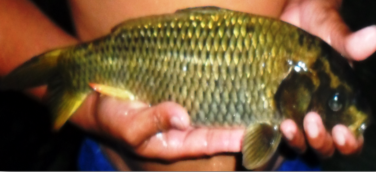 lake lanao freshwater fish lake lanao freshwater fish