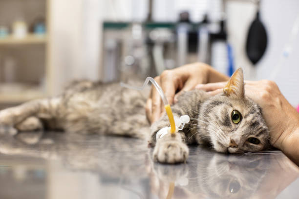 Cat Health Issues – 4 Common Ones