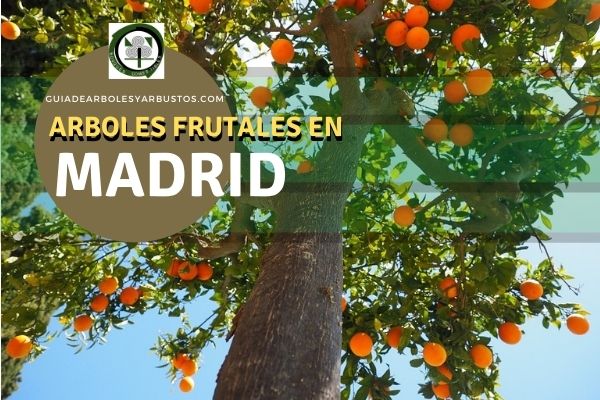 Arboles y Arbustos de Madrid