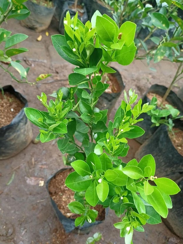 BIBIT tanaman pohon buah JERUK NIPIS limo limau keep nagami songkit sonkit purut santang madu Banjarmasin