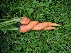 Unas Zanahorias