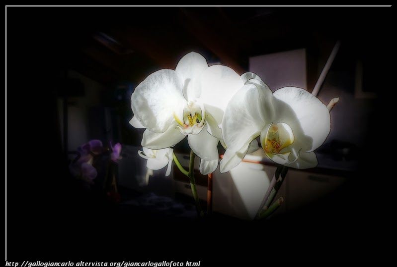 orchidea