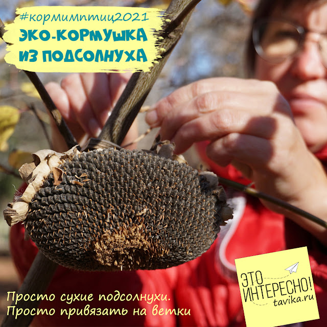 Кормушка из подсолнуха Как просто сделать кормушку