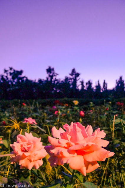 16Flowers photography skill tips，33 flower landscape