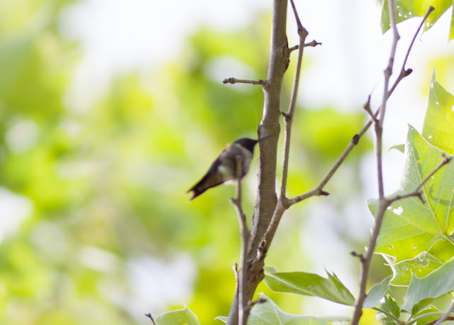 Ruby-throated Hummingbird - Doodletown, New York