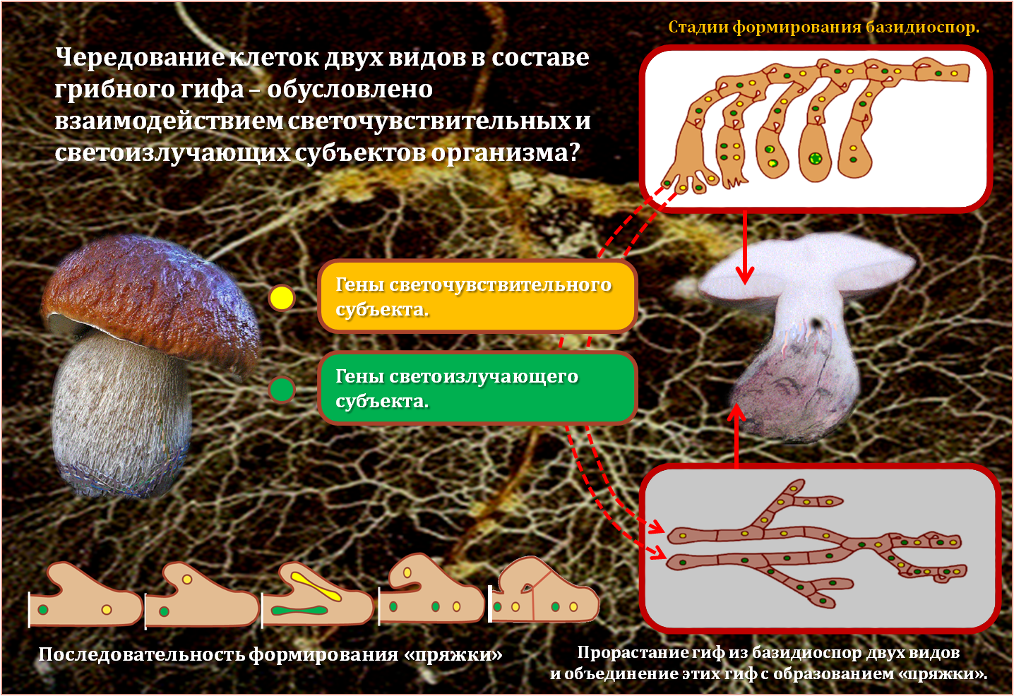 Гриб состоит из тонких нитей. Виды гифов грибов. Типы плодовых тел грибов. Базидиоспоры в цикле гриба. Гриб (плодовое тело).