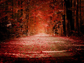 Falling Red Leaves Trees HD Wallpaper