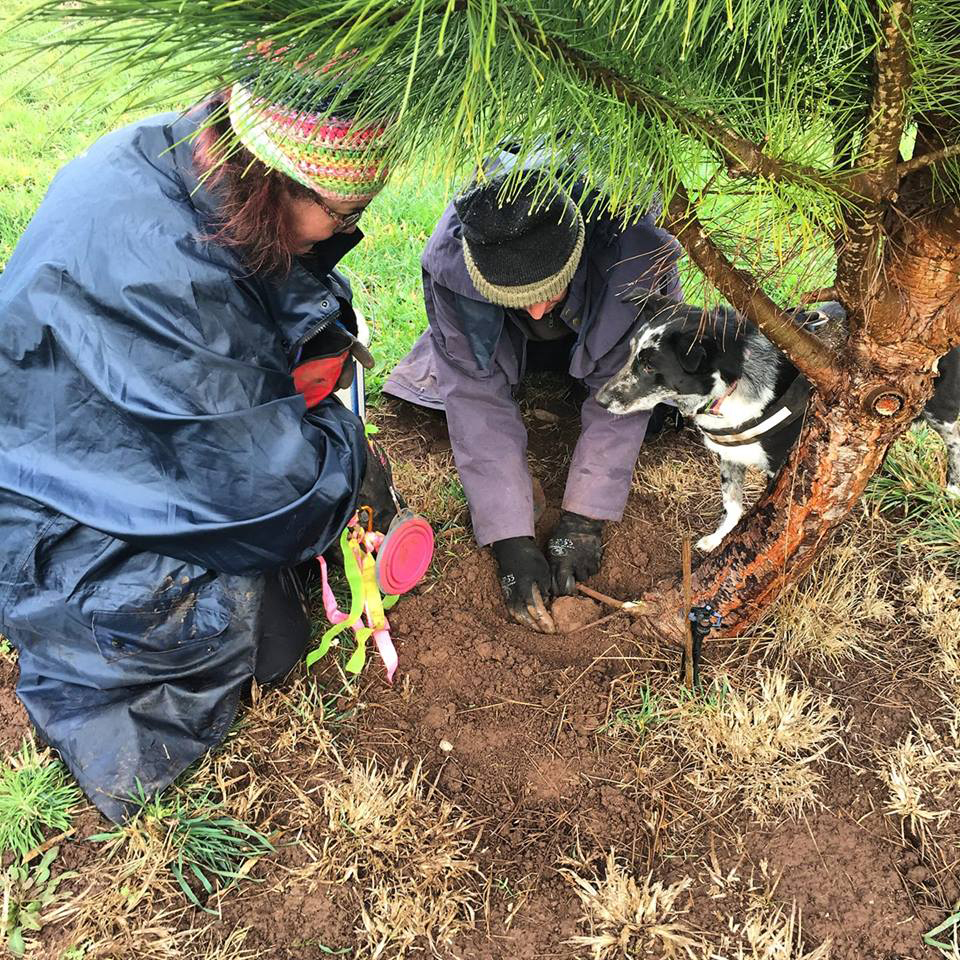 Trufflehunting dogs sniff out prized fungus Australian Dog Lover