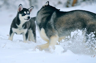 Siberian Husky Snow Dogs HD Wallpapers 