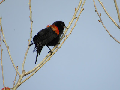 northern california birding birdwatching birder bird sightings