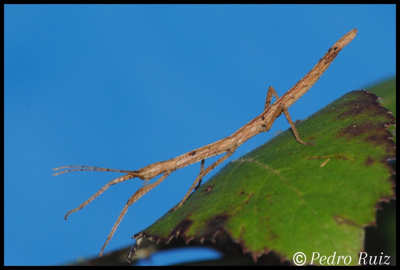 Ninfa hembra L2 de Hypocyrtus ornatissimus, 2,8 cm de longitud Ninfa hembra L2 de Hypocyrtus ornatissimus, 2,8 cm de longitud