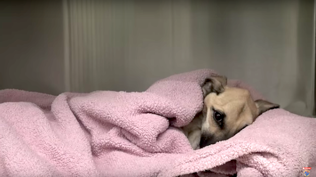 Anjing Nyaris Mati Kelaparan, Kondisinya Sungguh Memprihatinkan!