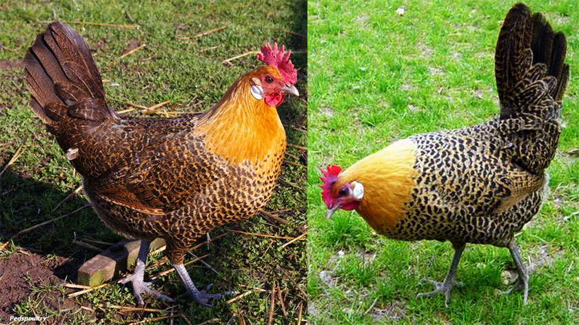 adorable, chicken breeds, asil chicken, chicken breeds in Pakistan, golden Egyptian crossbreed