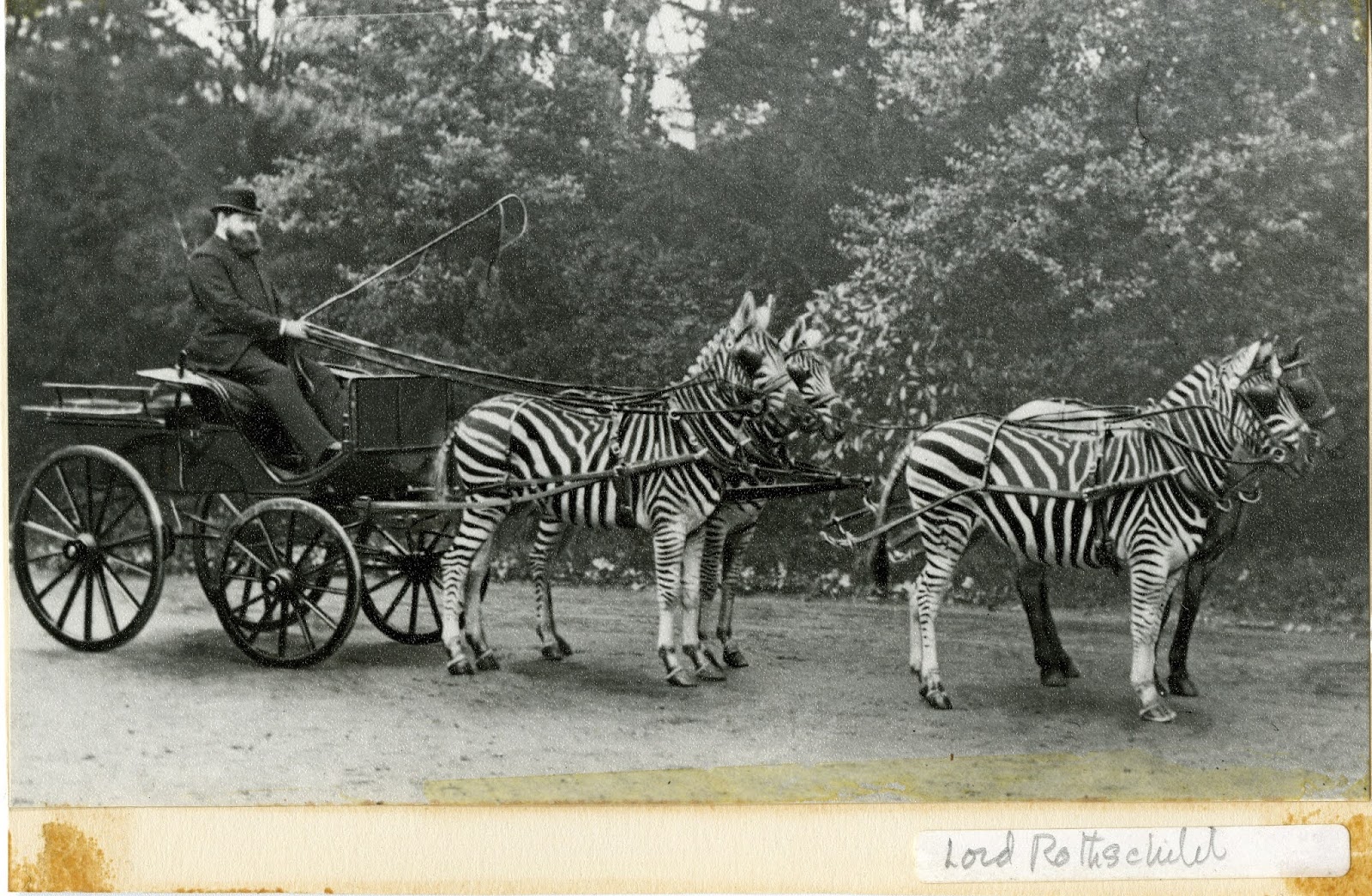 Lord William Rothschild With His Famed Zebra Carriage in London, ca