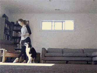 강아지 아이큐 1위 견종의 묘기