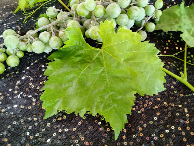 Presentación de racimo de uvas verdes naturales